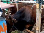 sapi-mampang.jpg