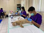 sterilisasi-kucing1.jpg