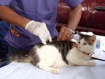 vaksin-rabies-hewan-peliharaan-di-bekasi.jpg