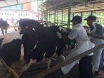 vaksinasi-PMK-kepada-hewan-ternak-di-Ceungsi-pada-Selasa-2112025.jpg