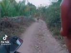 video-pengendara-motor-berpapasan-dengan-macan.jpg