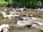 viral-puluhan-bangkai-kambing-di-sungai.jpg