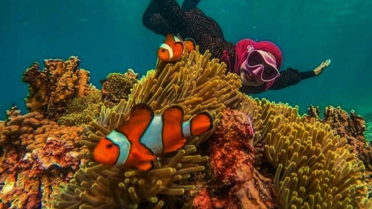PULAU WEH-Gambar keanekaragaman Pulau Weh,Aceh di dasar laut,diakses pada Senin (20/10/25).