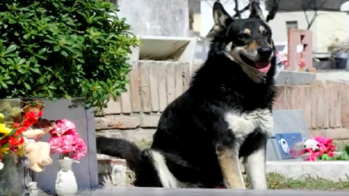 Kisah Sang Capitano, Anjing yang Setia Menunggu di Makam Tuannya Selama Belasan Tahun