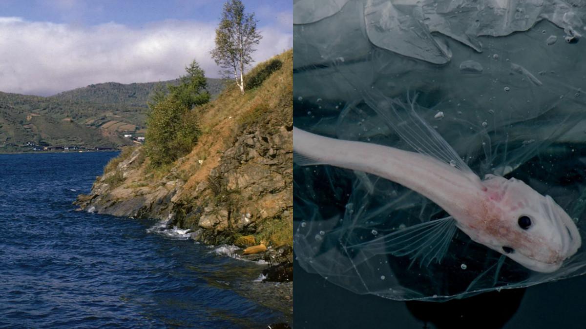 DANAU BAIKAL-Gambar Danau Baikal pada laman britannia.com dan Ikan baikal.