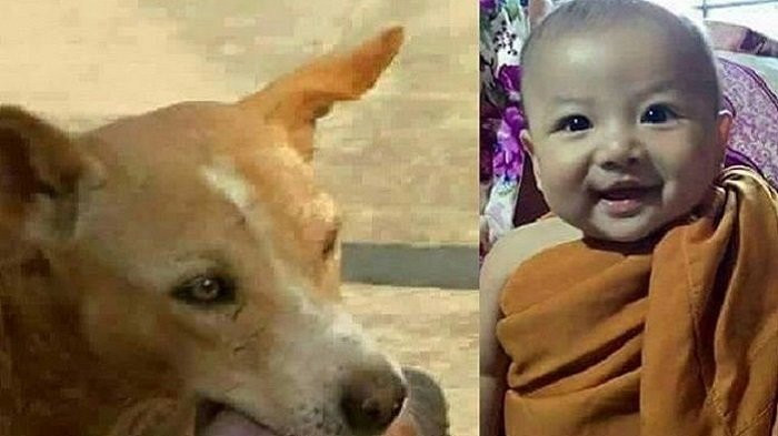Dibuang di Tempat Sampah & Diselamatkan oleh Seekor Anjing, Bayi Ini Tumbuh Menjadi Bocah yang Lucu