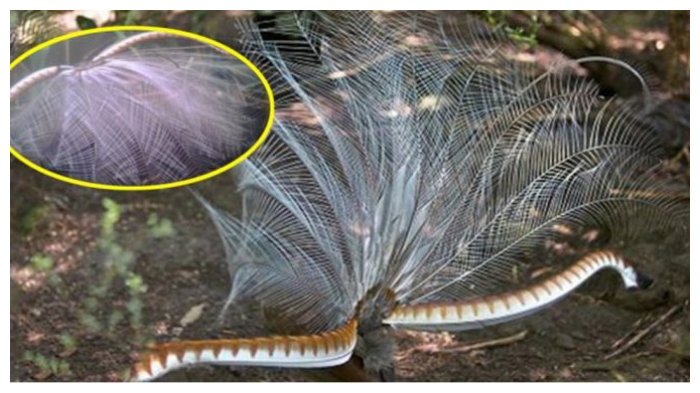 Pria Temukan 'Bunga Aneh' di Hutan, saat Disentuh Peristiwa Tak Terduga pun Terjadi