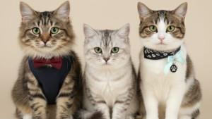 Prompt-Gemini-AI-tema-Kucing-Profesional.jpg
