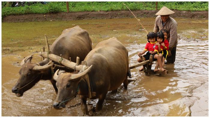Anak-taman-kanak-kanak-TK-ikut-membajak-sawah-menggunakan-kerbau-di-Desa-Lerep.jpg