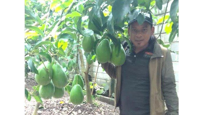 alpukat-markus-aligator-apukat-raksasa-seberat-2-kg-lebih-per-buah-kini-dikembangkan-iskandar.jpg