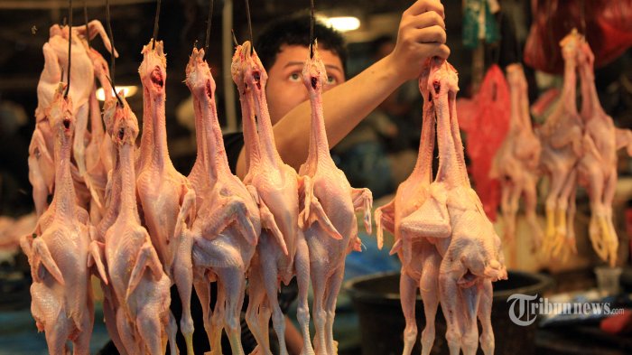 Harga Ayam Potong di Kawasan Kalimantan Ini Mencapai 1 Juta Rupiah