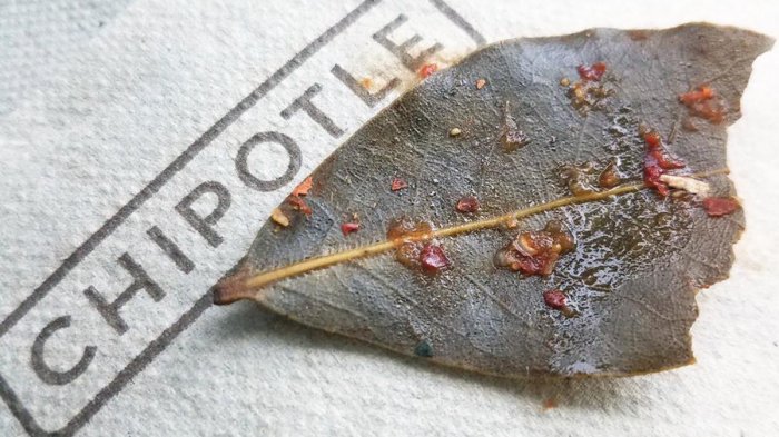 10 Dedaunan Paling Misterius yang Ikut 'Nangkring' Dalam Semangkuk Makanan, Bumbu atau Sayuran?