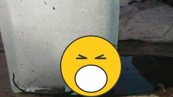 Heboh Es Balok Menjijikan Gara-gara ada Hewan Ini Membeku di Dalamnya, 'Seketika Nggak Nafsu Minum'