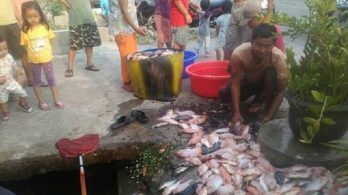 2 Ton Ikan Milik Pembudidaya di Klodran Karanganyar Mendadak Mati, Berikut Fakta-faktanya