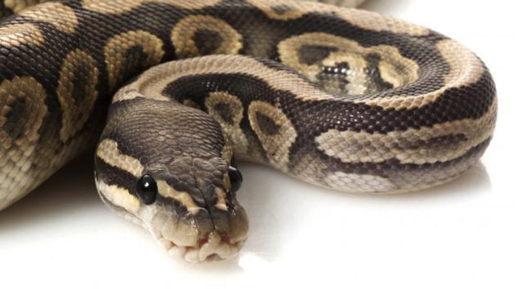 ilustrasi-ular-piton_20180125_185412.jpg