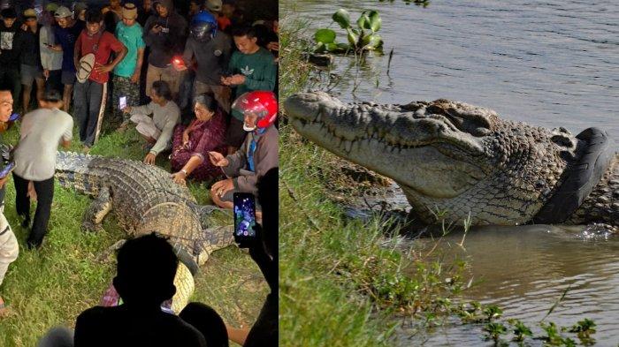 Detik-detik Dramatis Penyelamatan Buaya Berkalung Ban Seberat 3 Ton di Palu, Dipotong Pakai Gergaji