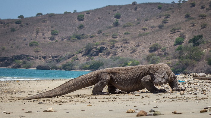 komodo_20170505_070615.jpg