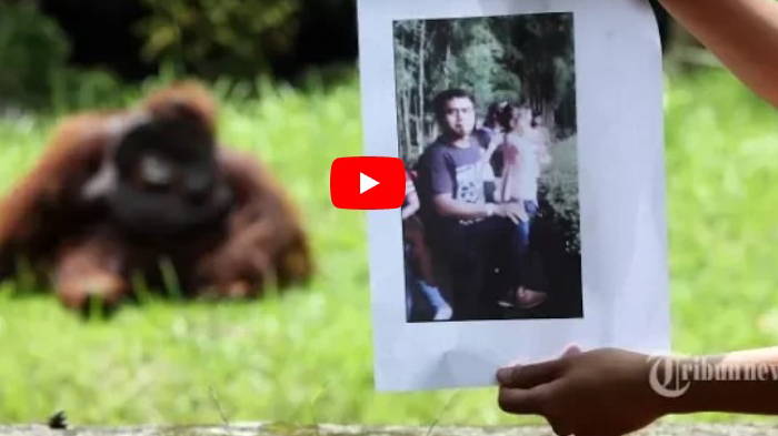 Lempar Rokok ke Orang Utan, Deni Datang ke Polrestabes untuk Bertanggungjawab