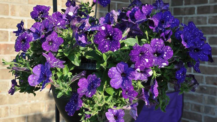 Keindahan Bunga Langka Ini Bikin Siapapun Sulit Berpaling, Coraknya Seperti Langit di Malam Hari