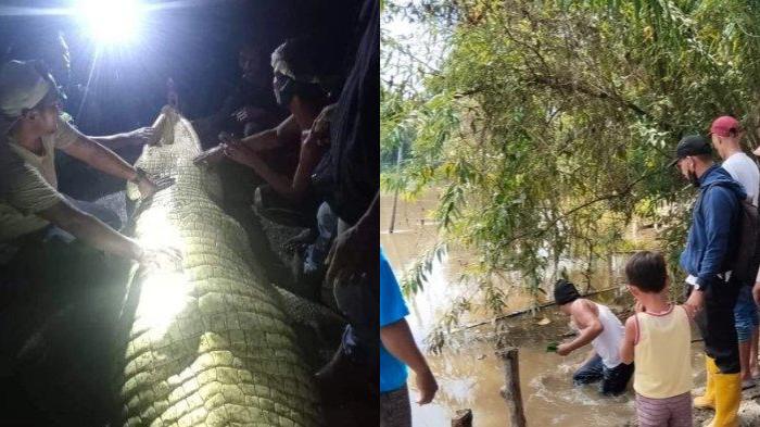Buaya Sepanjang 6 Meter di Sumut Dibedah demi Cari Ibu-ibu yang Diterkam saat Mencuci di Sungai