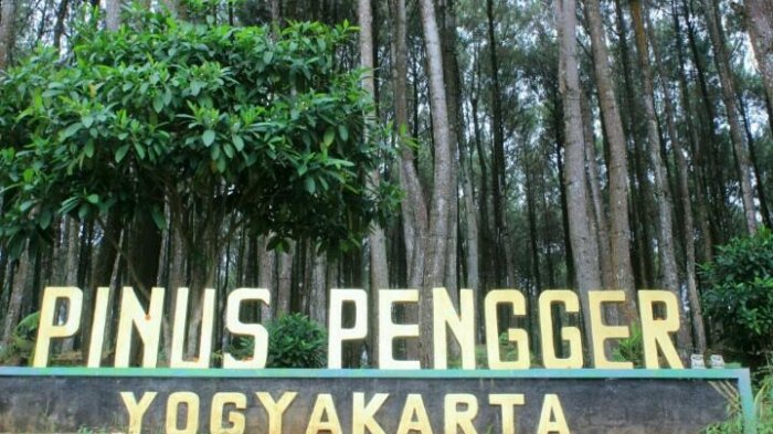 pemandangan-di-puncak-hutan-pinus-pengger_20170225_133524.jpg
