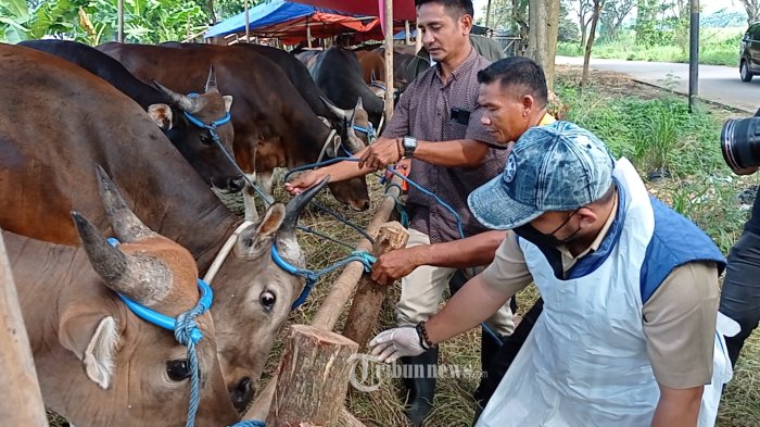 pemkot-tangerang-melalui-dinas-ketahanan-pangan-melakukan-pemeriksaan-hewan-kurban.jpg