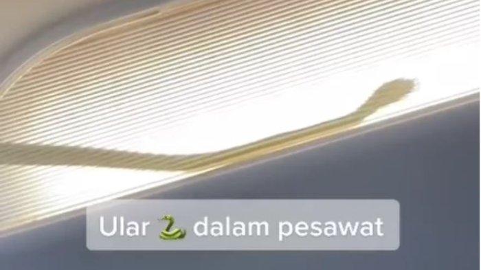 Fakta Viral Penampakan Ular Merayap di Dalam Pesawat, Akhirnya Dilakukan Pendaratan Darurat