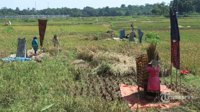 petani-saat-memanen-padi-di-area-persawahan.jpg