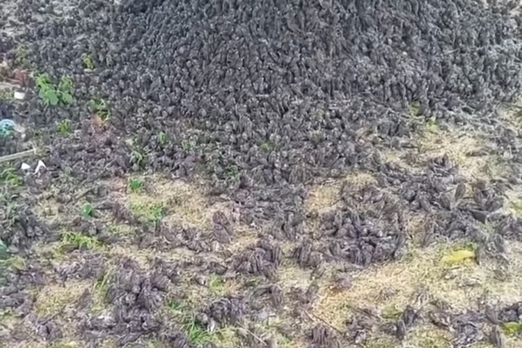 Fakta Viral Video Ratusan Burung Pipit Berjatuhan di Kuburan Bali, Ini Kata sang Perekam dan BKSDA