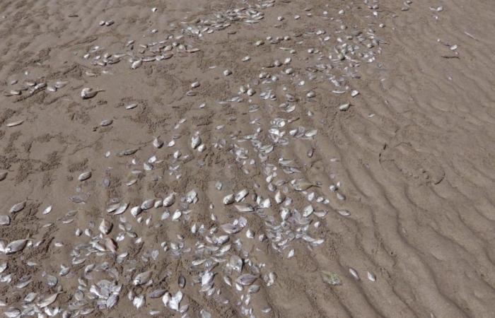 Kematian Massal Ikan di Perairan Thailand, Pakar Sebut Fenomena Alam yang Terjadi Puluhan Ribu Tahun