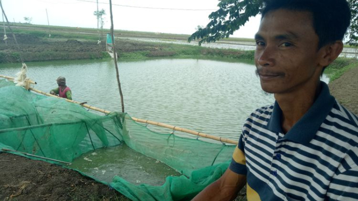 Kisah Juragan Lele di Indramayu, Penghasilan Rp 100 Jutaan per Hari hingga Beri Pakan Lewat Aplikasi