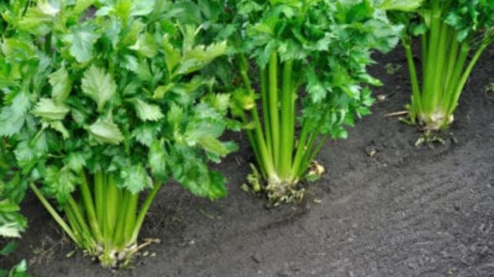 sayuran-seledri.jpg