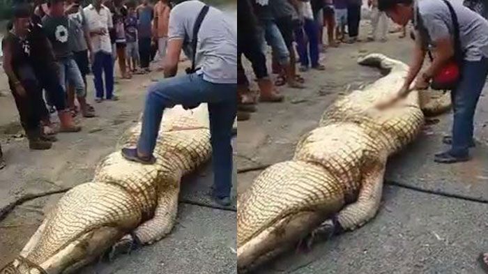 Diduga Memangsa Manusia, Perut Buaya Ini Dibelah! Setelah Dibuka, Ternyata Isinya. . .