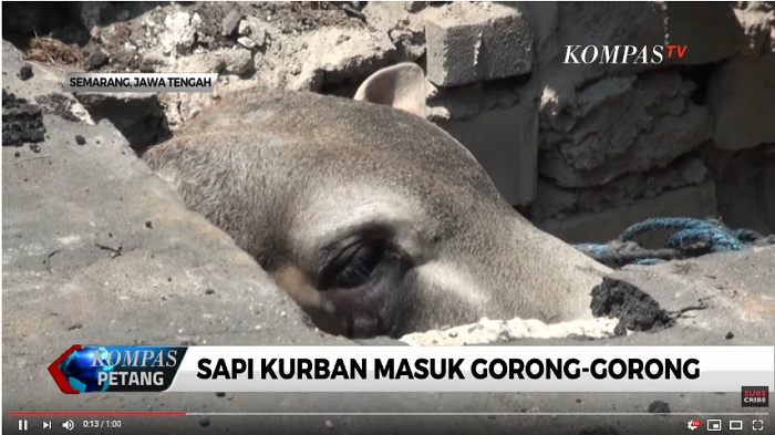 Kabur saat akan Disembelih, Sapi Kurban di Semarang Terjebak di Gorong-Gorong Sempit