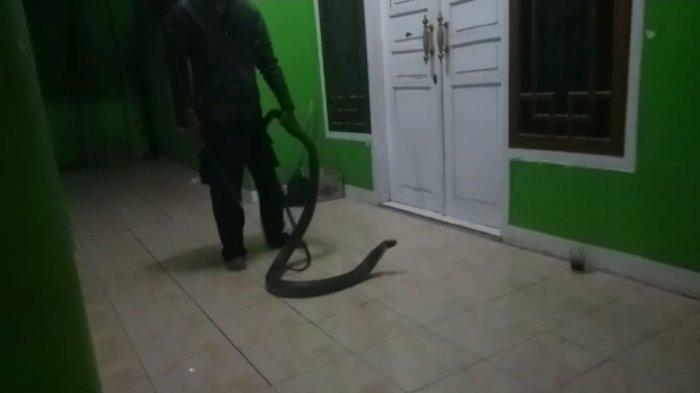 seekor-ular-king-kobra-masuk-ke-rumah-warga-di-kampung-cicadas.jpg