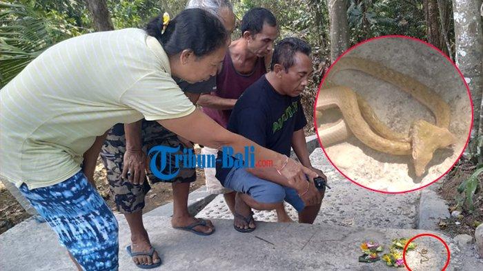 Heboh Penemuan Ular Berkepala Dua di Bali, Warga Mengira Ular sedang Memangsa Katak