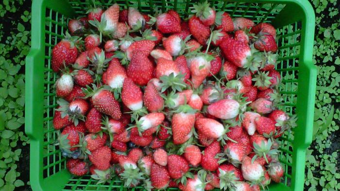 Cegah Penyumbatan Pembuluh Darah pada Pasien Covid-19, Coba Konsumsi Makanan Ini saat Isoman