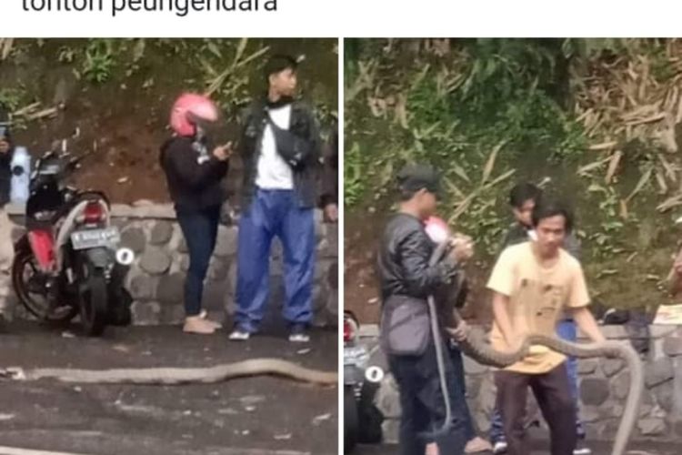 ular-kobra-tersebut-jatuh-dari-pohon-ke-jalan-raya-bandung-cirebon.jpg