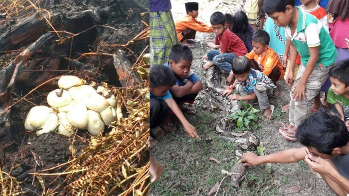 Ular Piton 6 Meter dan Ratusan Cangkang Telur Ular Ditemukan di Pohon Karet di Jambi