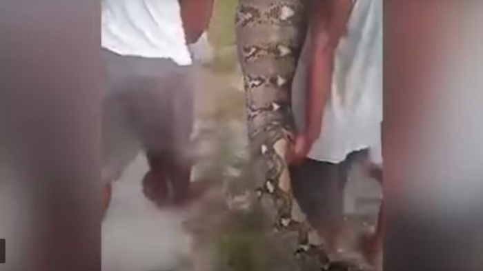 Tangkap Ular Piton Pemangsa Anak Sapi, Warga yang Berkerumun Hampir Diterkam!