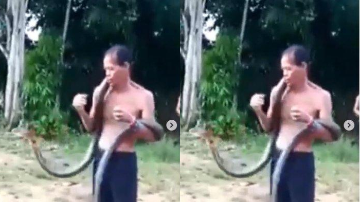 viral-seorang-pawang-ular-tewas-setelah-dipatok-ular-king-kobra.jpg