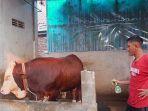 Penjual-sapi-Nur-Khozin-sedang-memberikan-perawatan-pada-sapi.jpg