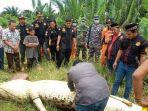 aparat-dan-warga-membelah-perut-buaya-yang-memangsa-bocah-8-tahun-di-kutai-timur-kamis-432021.jpg