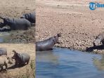 badak-dan-kuda-nil-di-afrika-selatan_20170625_172027.jpg
