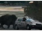 badak-mengamuk-serang-sebuah-mobil-safari.jpg