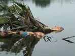 bangkai-babi-ditemukan-di-sungai-bedera.jpg