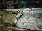 buaya-yang-menerkam-di-mamuju-sulawesi.jpg