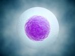ilustrasi-ovum_20171213_194213.jpg