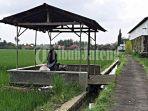 lokasi-video-mesum-di-gubuk-sawah-pekalongan.jpg