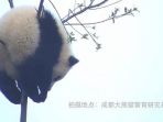 panda_20170512_163841.jpg